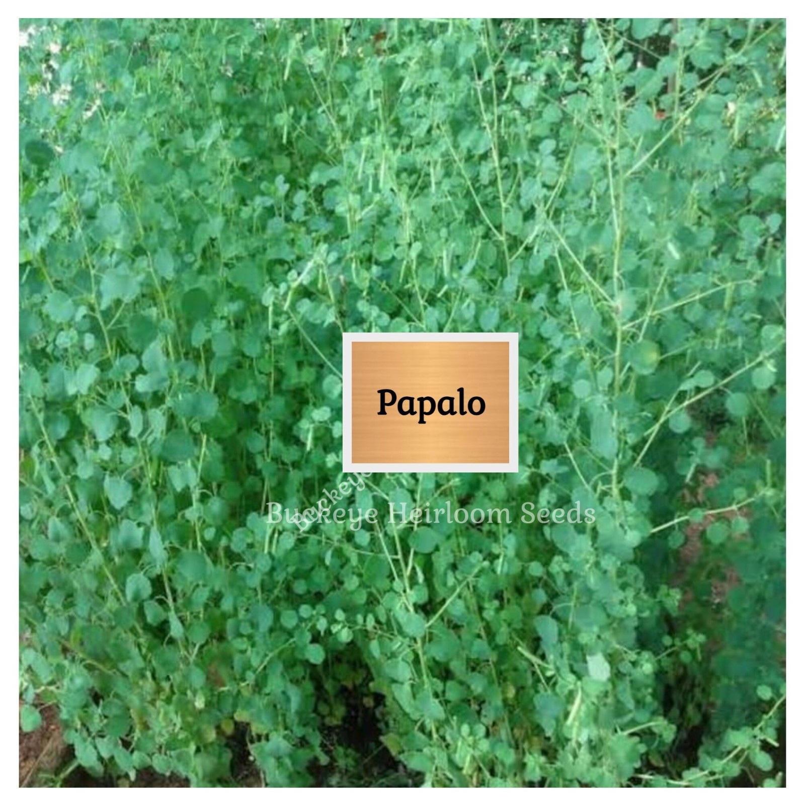Papalo | 400 Seeds | Leaves used in Salsa | Salads | (Porophyllum ruderale