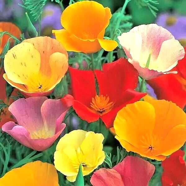 1000+ CALIFORNIA POPPY AUTUMN MIX SEEDS DEER RESISTANT WILDFLOWERS HUMMINGBIRDS