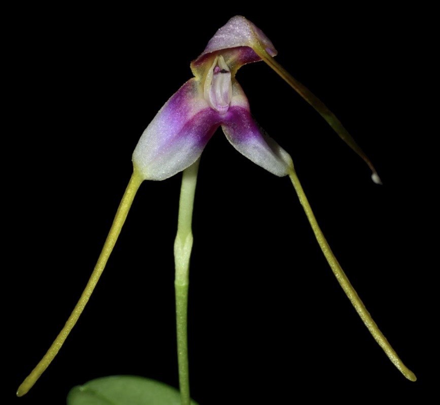 Masdevallia estradae Intermediate Growing Miniature Orchid Species