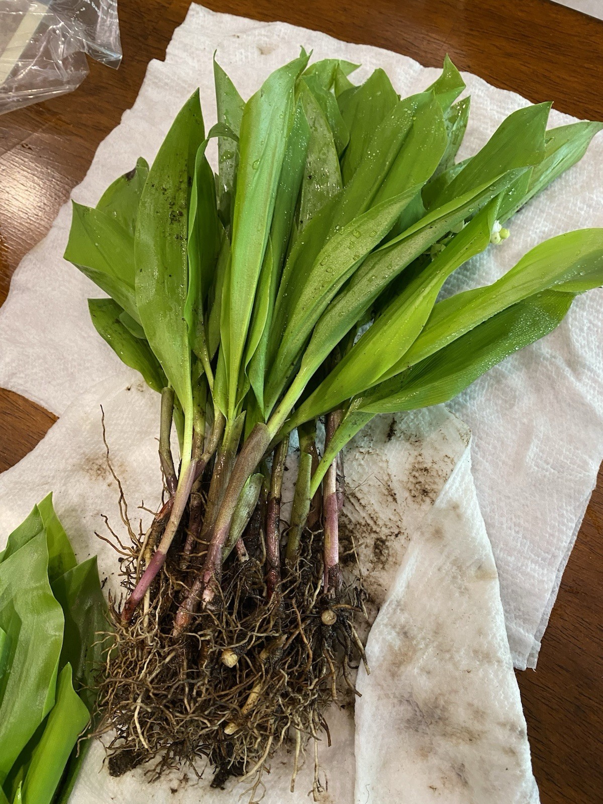 Lily of the Valley 15+ pips, White, FRAGRANT, Hardy Perennial But 2 Get 1 FREE