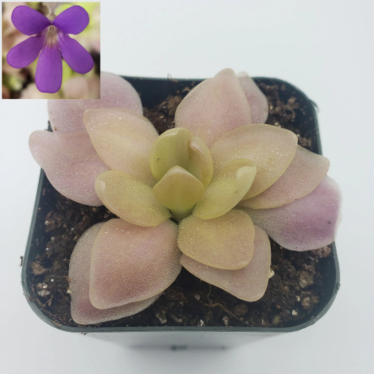 Pinguicula cv. Marciano (Butterworts) carnivorous plant