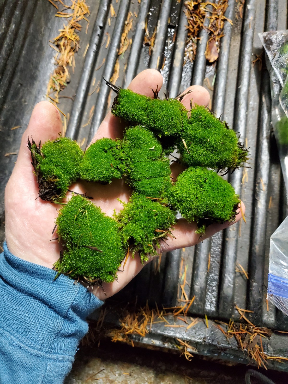 Live Fairy Garden Moss For Terrarium Or Vivarium 6×9 Ziplock Fresh Green Moist