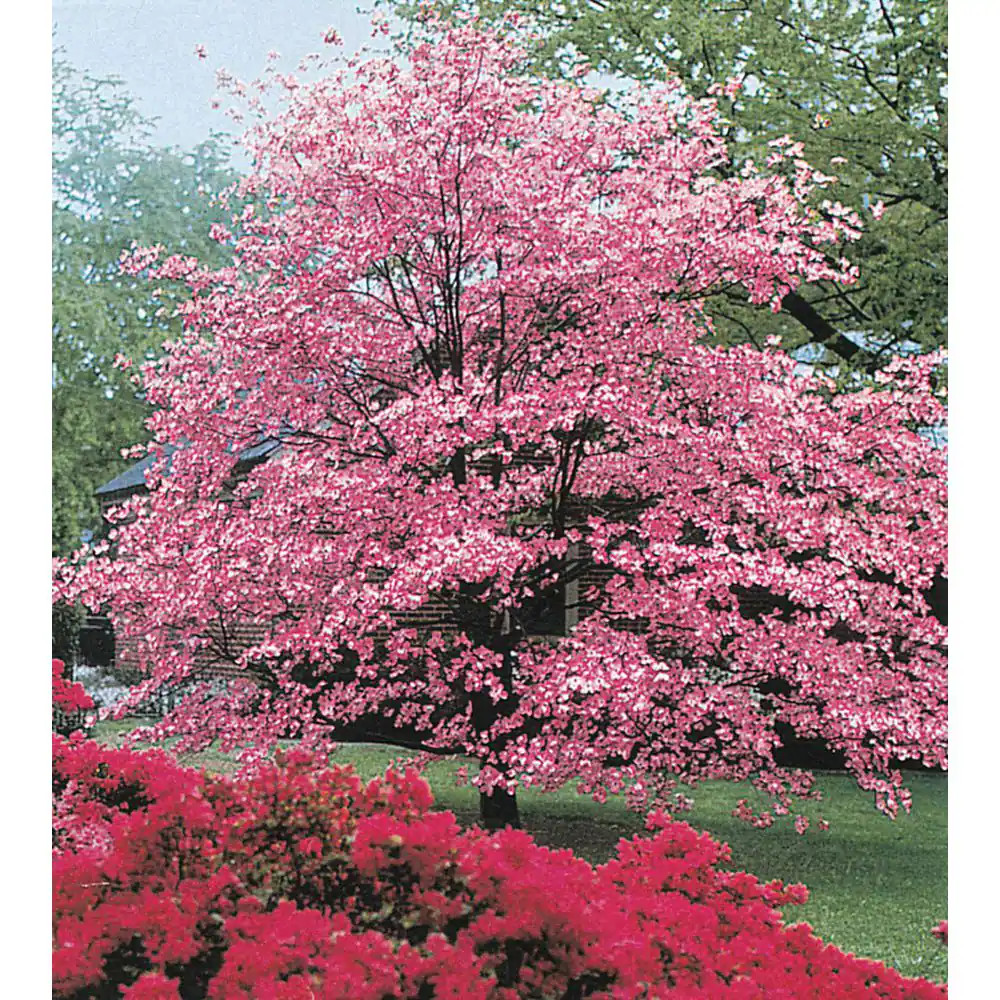 Pink Flowering Dogwood Dormant Bare Root Ornamental Starter Tree (1-Pack)