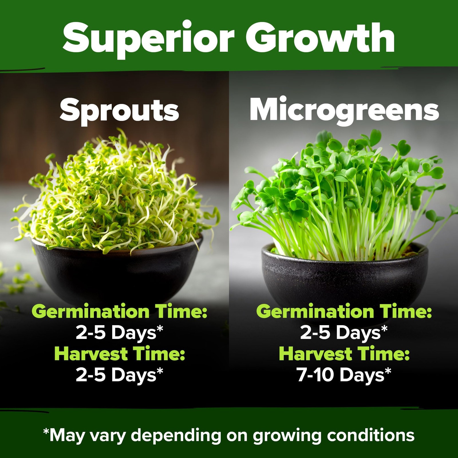 HOME GROWN Alfalfa Sprout Seeds 8 oz Bulk Heirloom Non-GMO, USA 1-Pack, Green