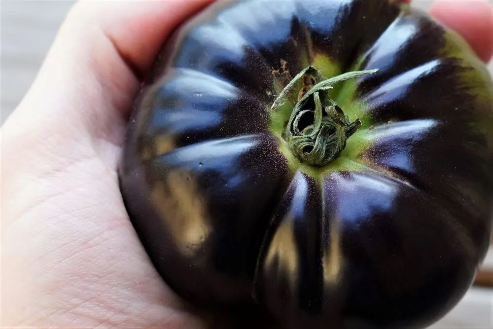 240+ Black Beauty Tomato Seeds – Organic – Heirloom —————— RARE