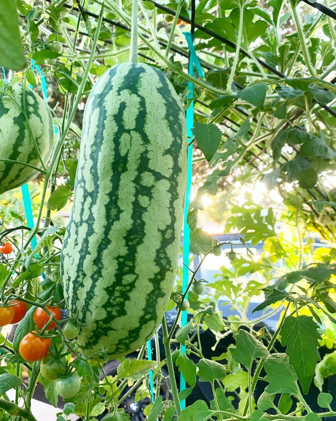 50 Jubilee Watermelon Seeds – Heat & Humidity Resistant – Heirloom Watermelon