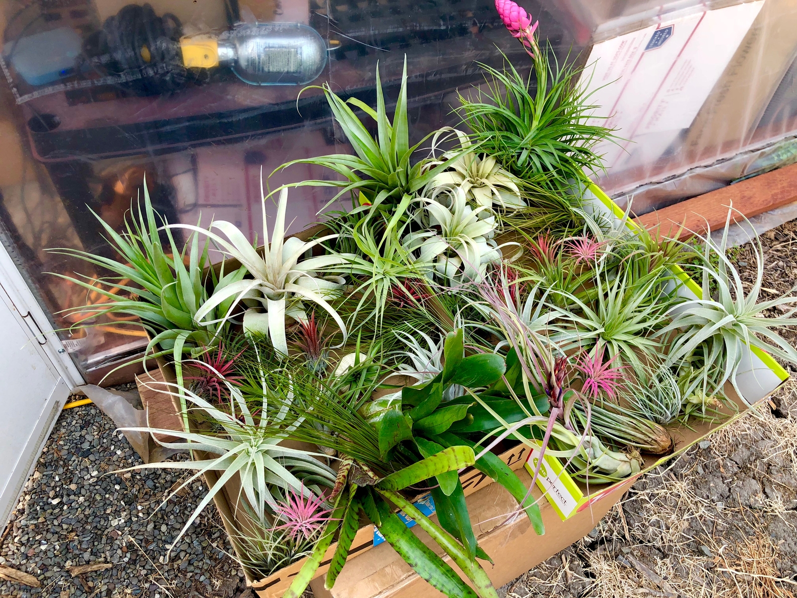 25 Pack Premium Air Plants Tillandsia Mix *Beginner Friendly Selections*
