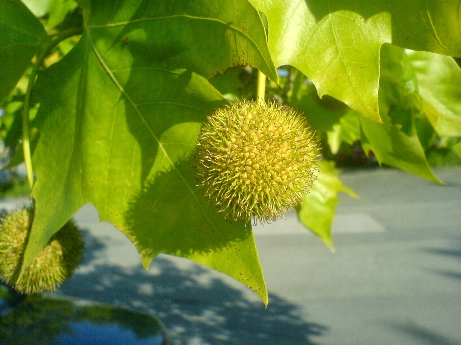 30 MORTON CIRCLE LONDON PLANETREE SEEEDS – Platanus × acerifolia
