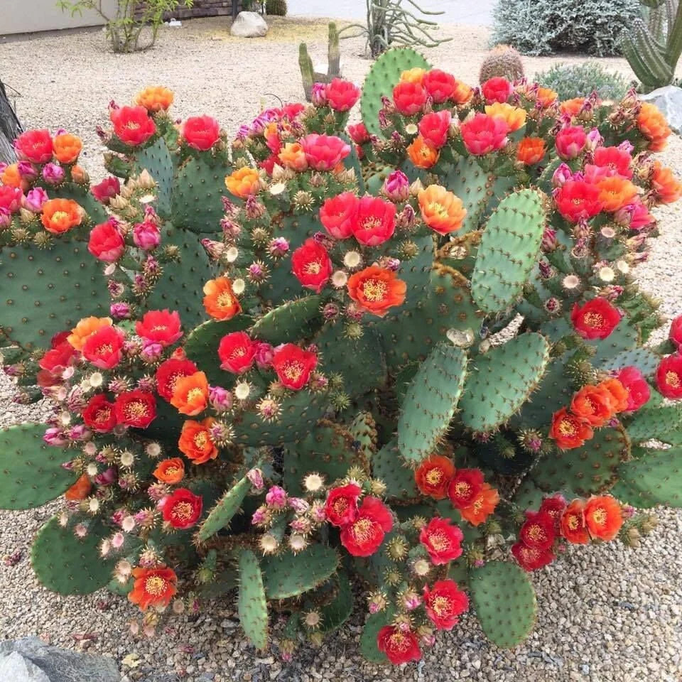 Prickly Pear Cactus ‘Kaibab Red’ (O. phaeacantha x) COLD HARDY