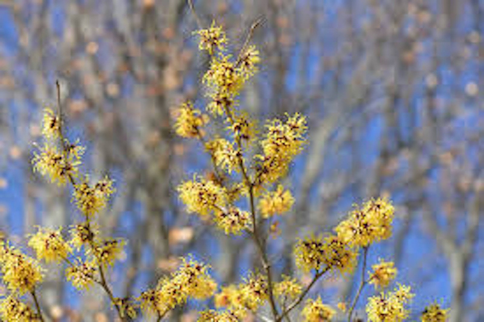 1 Witch Hazel Tree 12-24″ Tall Hamamelis virginiana Native Tree Bare Root