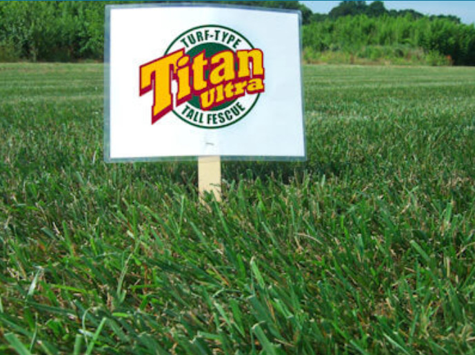 Titan ULTRA Tall Fescue Grass Seed (Certified) – 1 Lb.