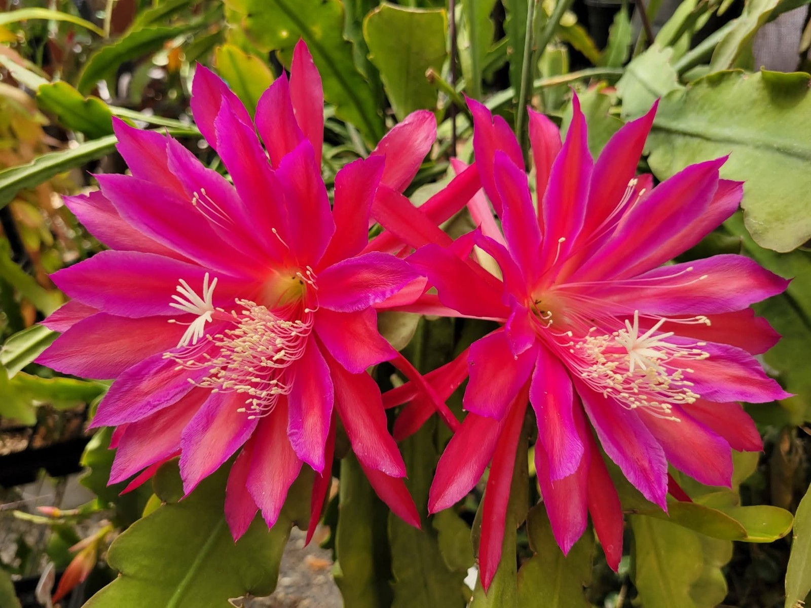 Epiphyllum Ferris Wheel Unrooted Cuttings – 8 to 10 inches long