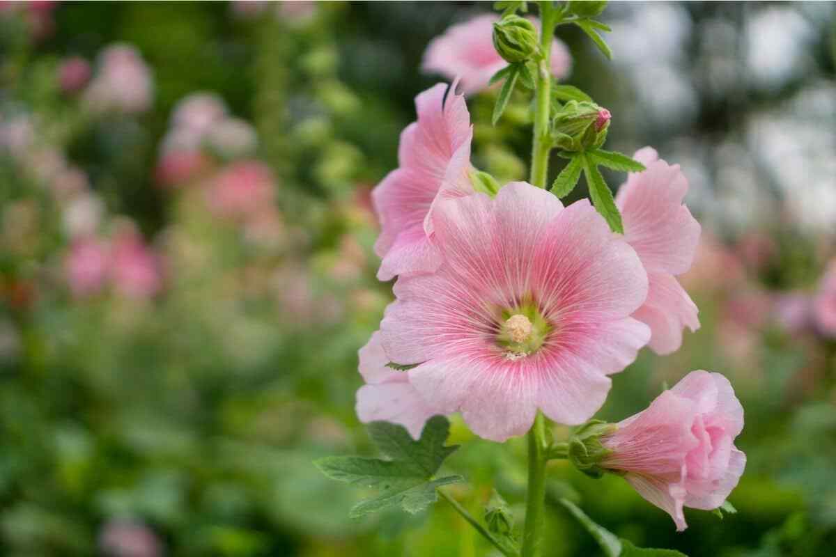 Hollyhock Flower Seeds 35+ Alcea Rosea Perennial Garden Heirloom USA FREE S&H