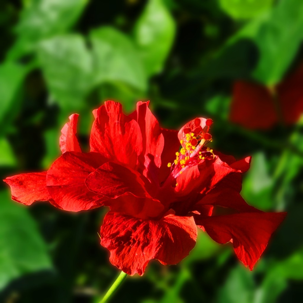 Anderson’s Double Red Tropical Hibiscus Bush Shrub Live Plant Landscape Type