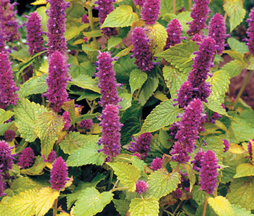 ANISE HYSSOP GOLDEN JUBILEE Agastache Foeniculum – 200 Bulk Seeds
