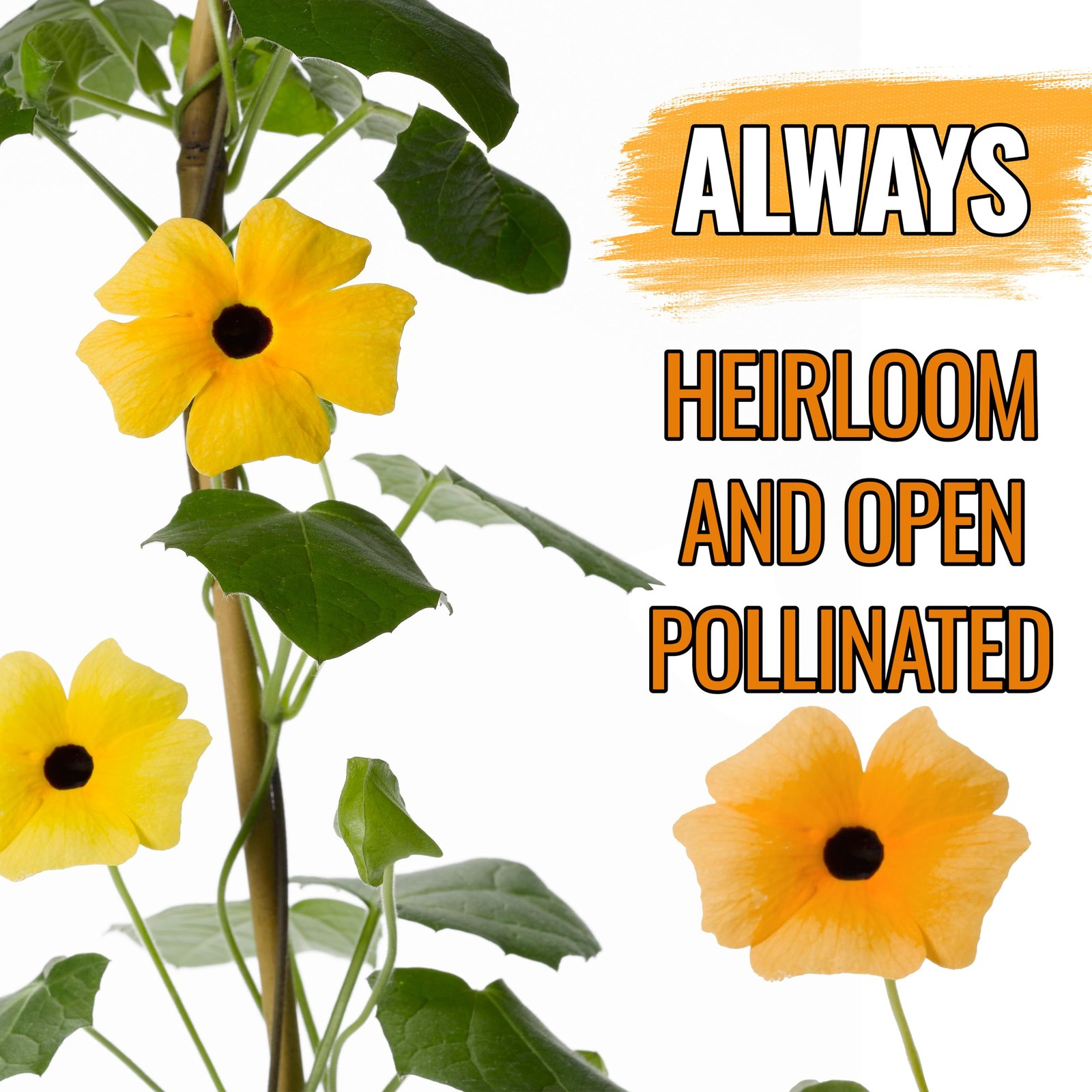 Seed Needs, Black-Eyed Susan Vine Seeds – 100 2 Packs (200 Seeds), Mixed