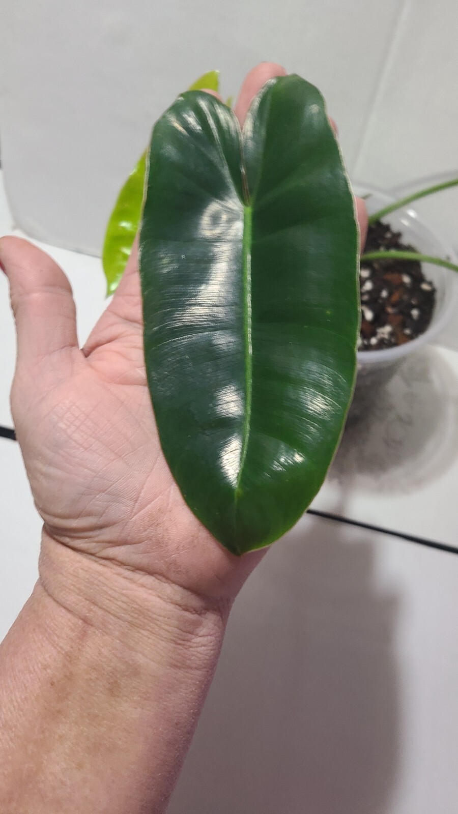 philodendron burle marx Rooted Top Cutting In 5 Inch Pot. 17″ Wide 10″ Tall