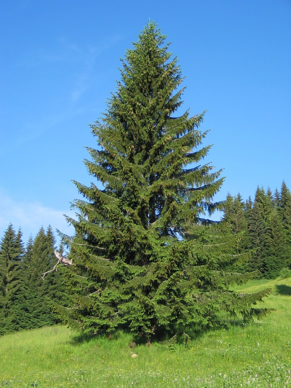 TreesAgain Potted Norway Spruce Tree – Picea abies – 11 – 20+ inches