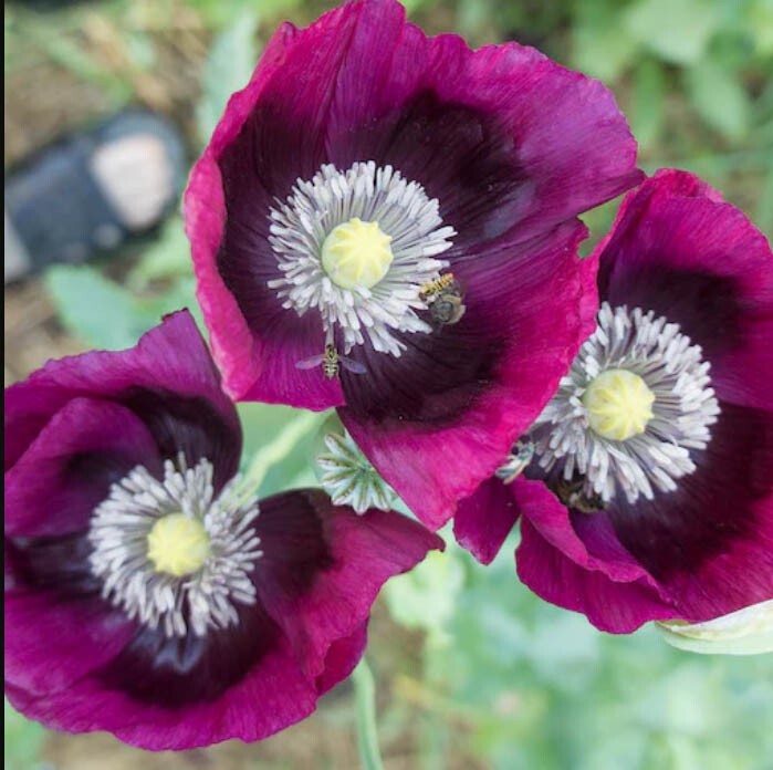 Poppy PURPLE DREAM MIX Lauren’s Grape Prince of Orange Poppies Non-GMO 500 Seeds