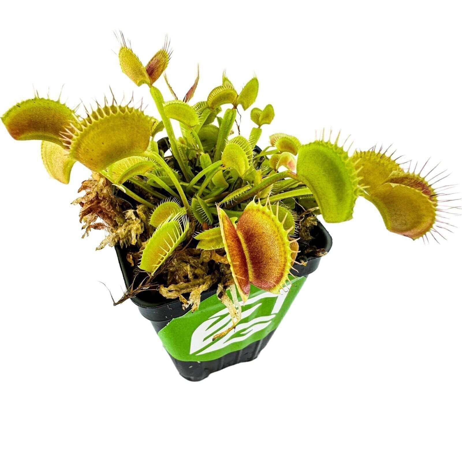 Venus Fly Trap Carnivorous Plant – Dionaea muscipula – Live Plant