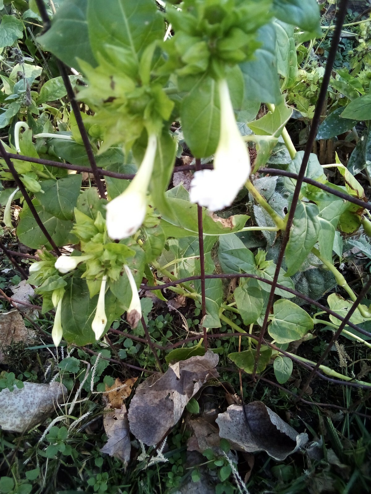 10 SEEDS WHITE FOUR O’ CLOCK MIRABILIS JALAPA