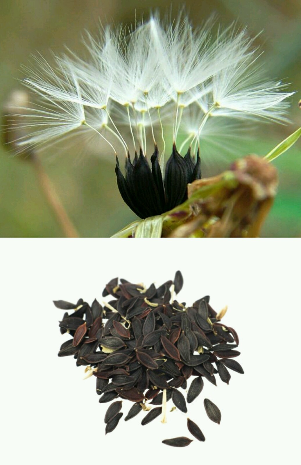 Lactuca virosa Seeds ~ 175+ Seeds ~ Wild Lettuce For Tea, Resin extract, Pain.