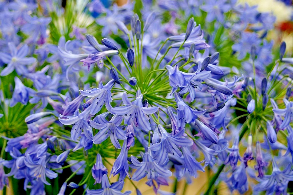 blue Lily of the Nile 100 seeds. Agapanthus. EZ to grow, hardy too zone 7. USA.