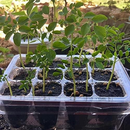 100 Moringa Seeds Approx | Moringa Seeds for Planting | Edible, Excellent Ger…