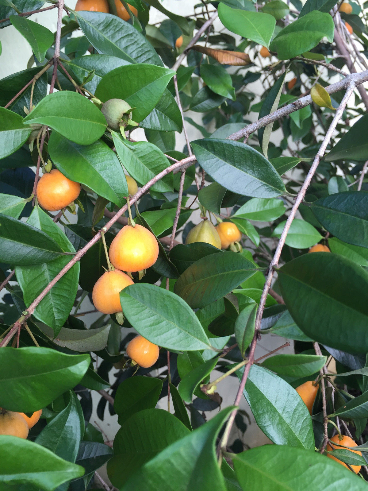 Eugenia Luschnathiana PITOMBA Potted PLANT Fruit Starter Pot Tree 4-6″