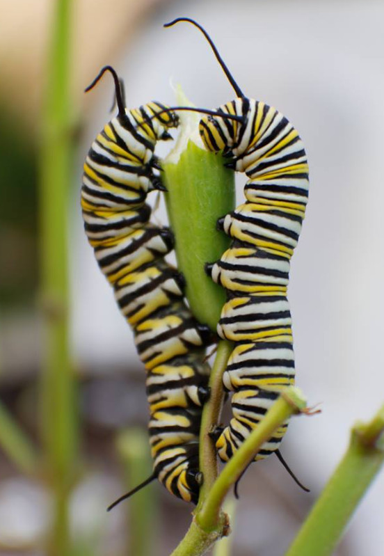 Milkweed TROPICAL Bloodflower Asclepias Monarch Butterfly Host Plant 100 Seeds