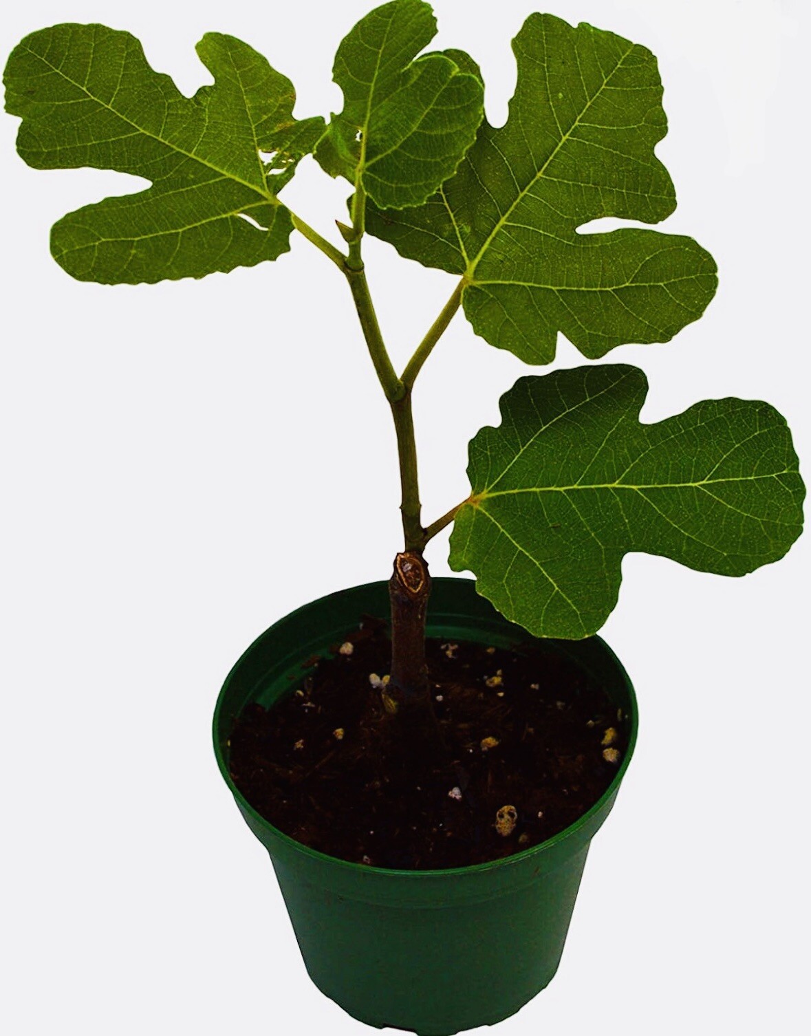 1 PACK 3” POT HARDY CHICAGO FIG TREE BEST GIFT LIVE PLANT FRESH GUARANTEED