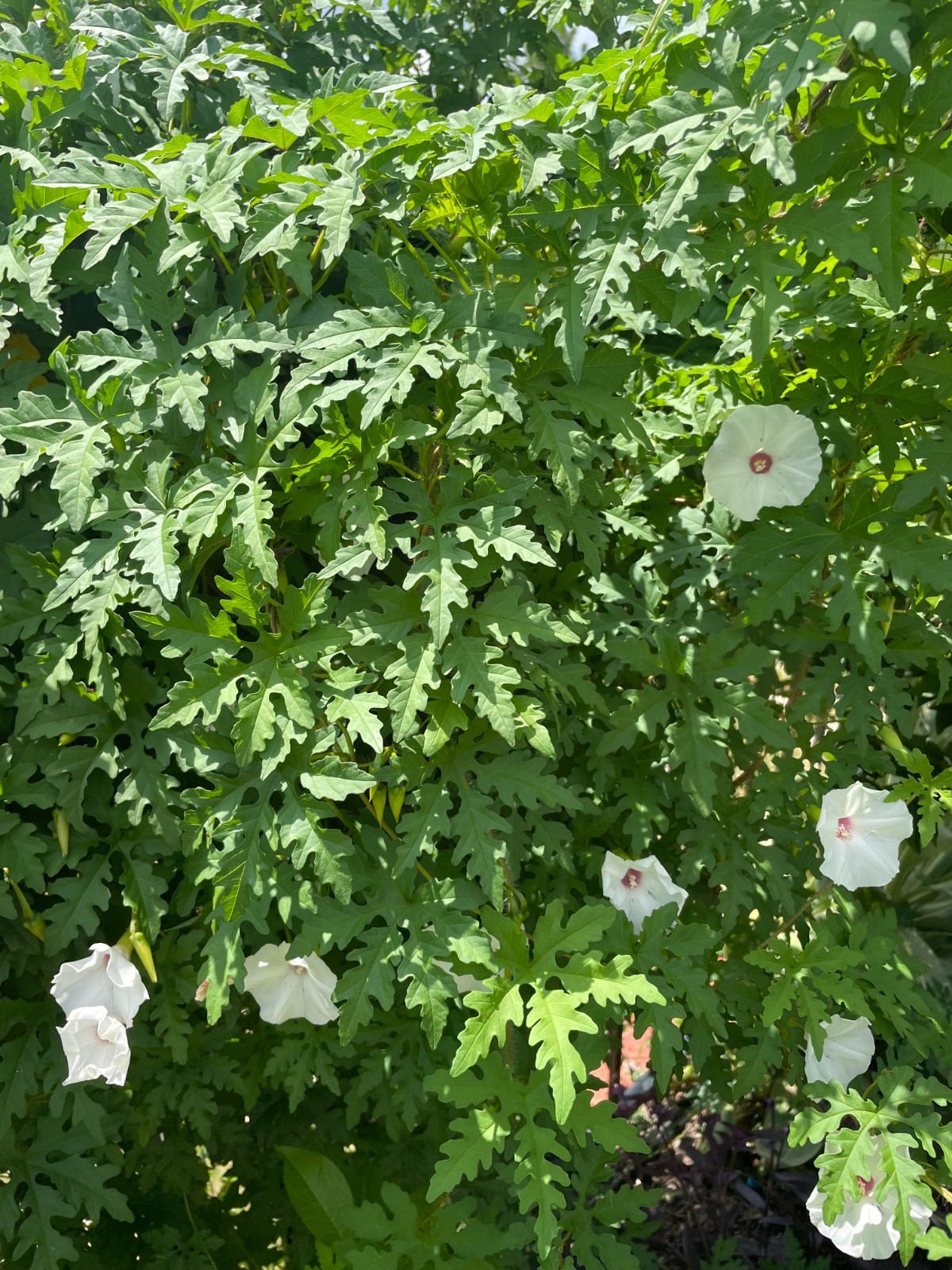 50 Alamo Vine Seeds, sourced from “the Alamo” in San Antonio, Texas