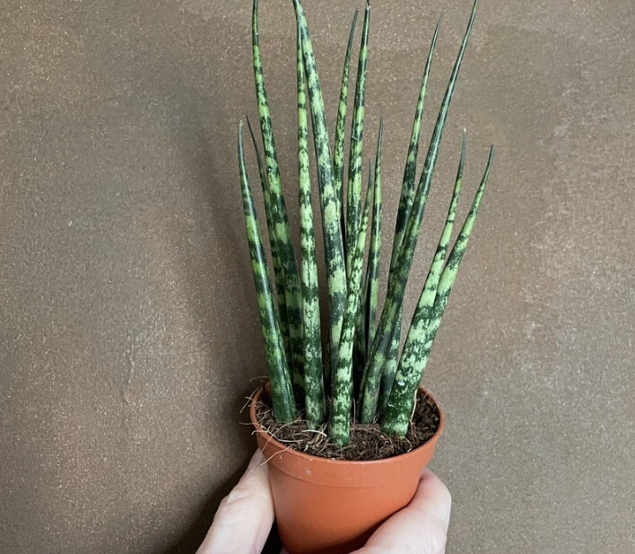 Rare Snake Plant Sansevieria Fernwood Mikado Live 6 Inch Pot 14-17 Inch Tall