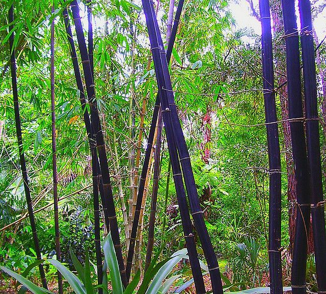 50+ Fresh SEEDS, Black Bamboo, Phyllostachys Nigra. USA Shipped!