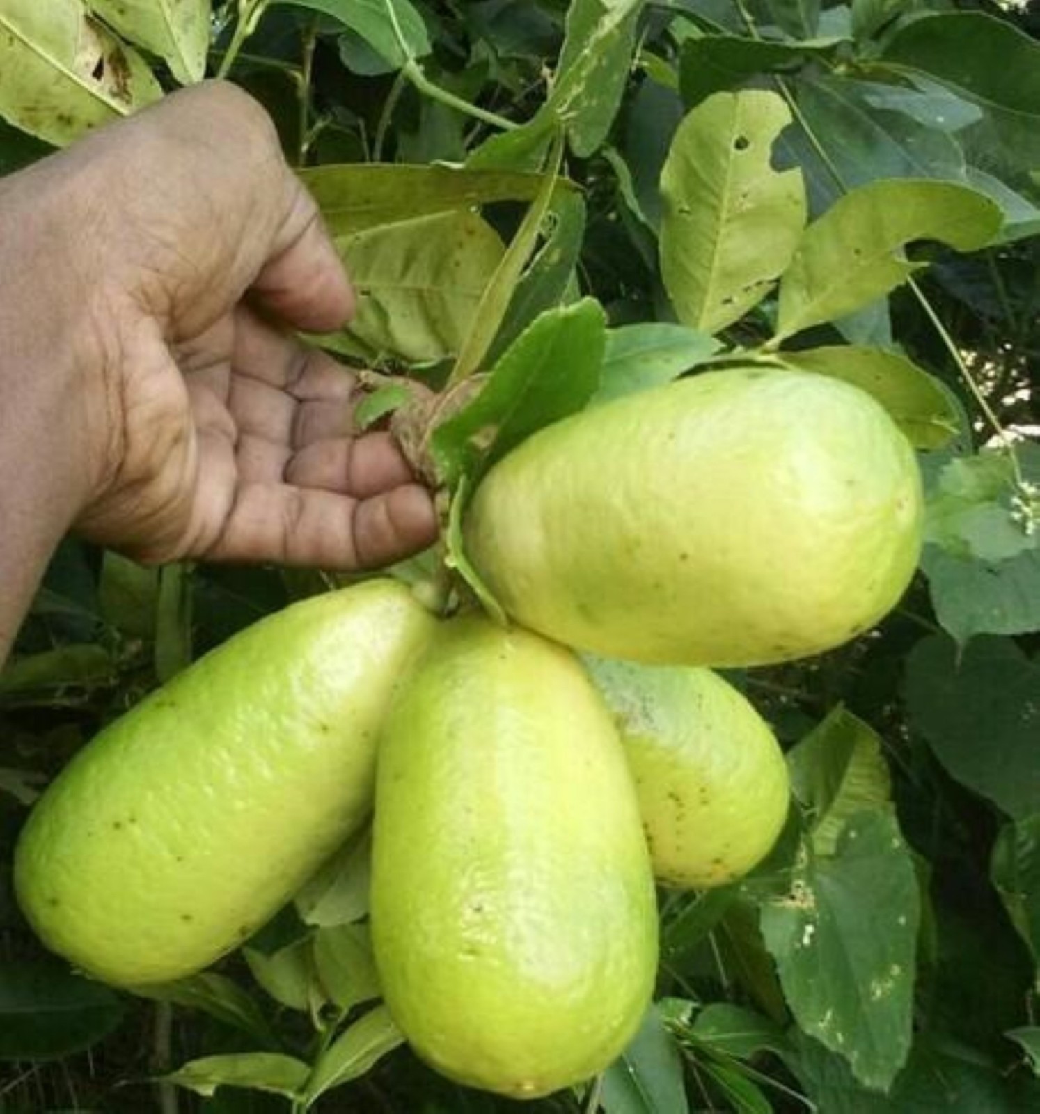 Assam lemon plant (Kaji Nemu), rooted, shipped in container with soil