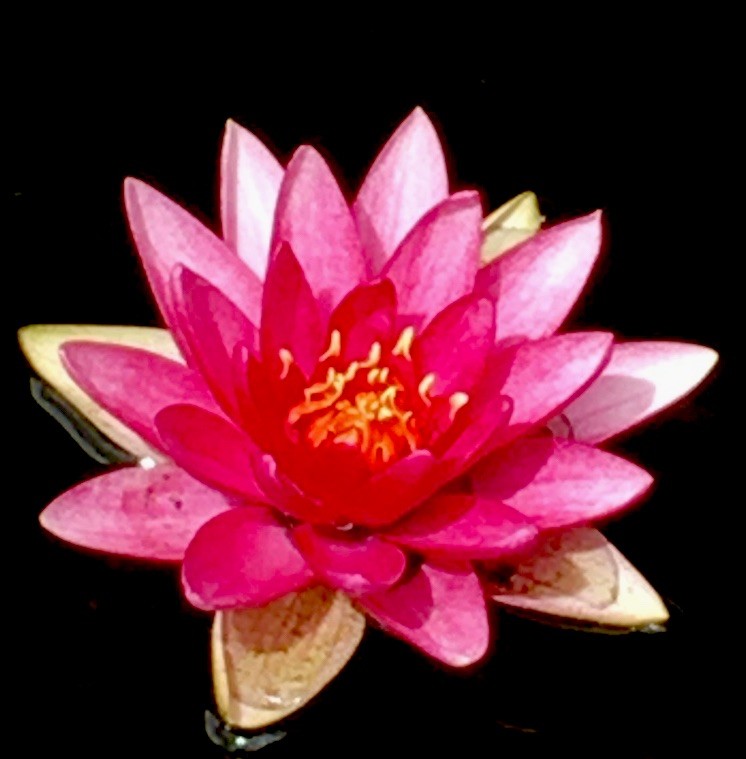 Live Hardy Red Hardy Water Lily Rhizome Tuber Fragrant Pond Blooms 🌺 🌸