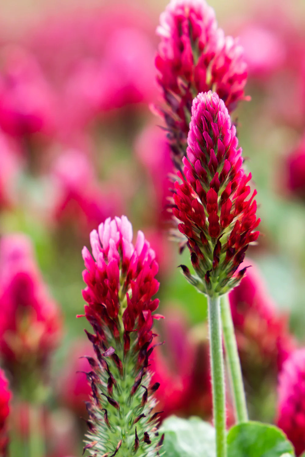 Crimson Clover Seeds | USA Garden Flower Blood Red Cover Winter Annual Seed 2024