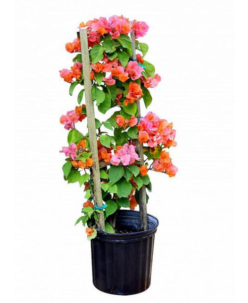 Well Rooted**AFTERGLOW** Live Bougainvillea starter/plug plant*USA SELLER*
