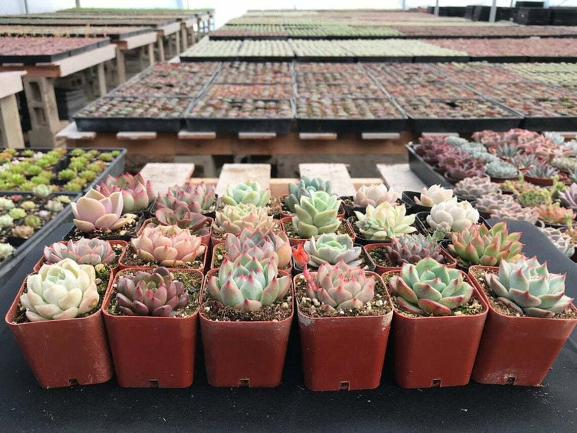 Assorted Rosette or Echeveria Succulent Rooted in 2″ Plant Pot For Garden Decor