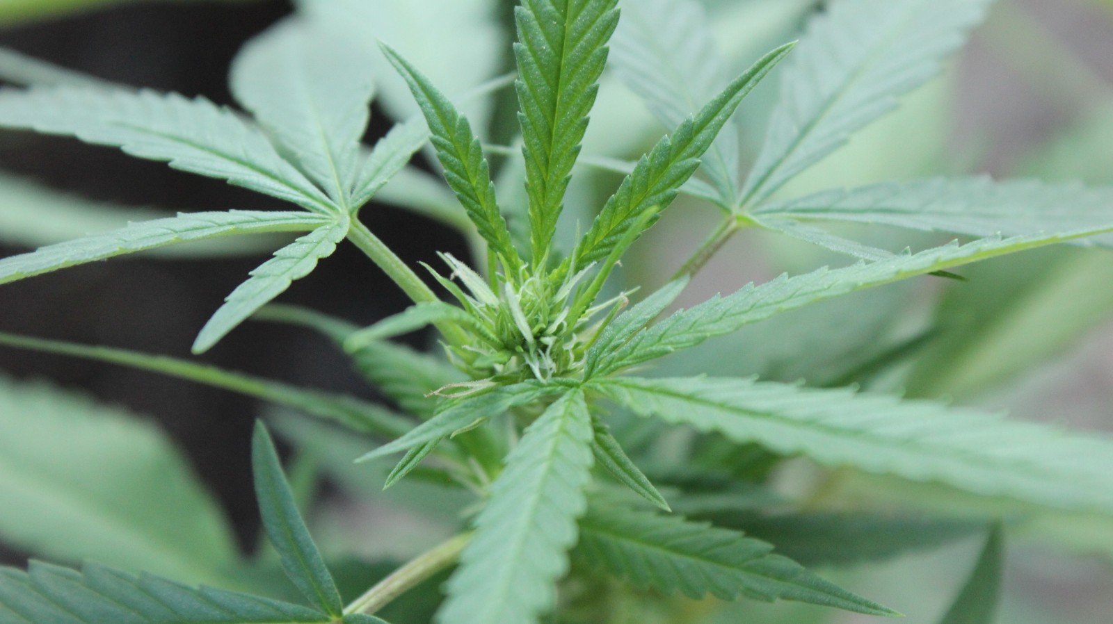 TSK23 Farms “Babylon Mistress” Unfeminized Seed Pack (100-120 Seeds)