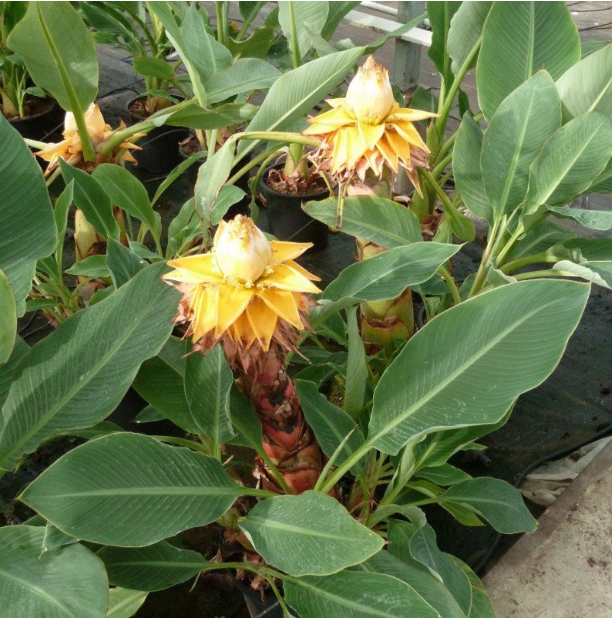 Chinese Dwarf Yellow Banana / Golden Lotus Musella Lasiocarpa Live Starter Plant
