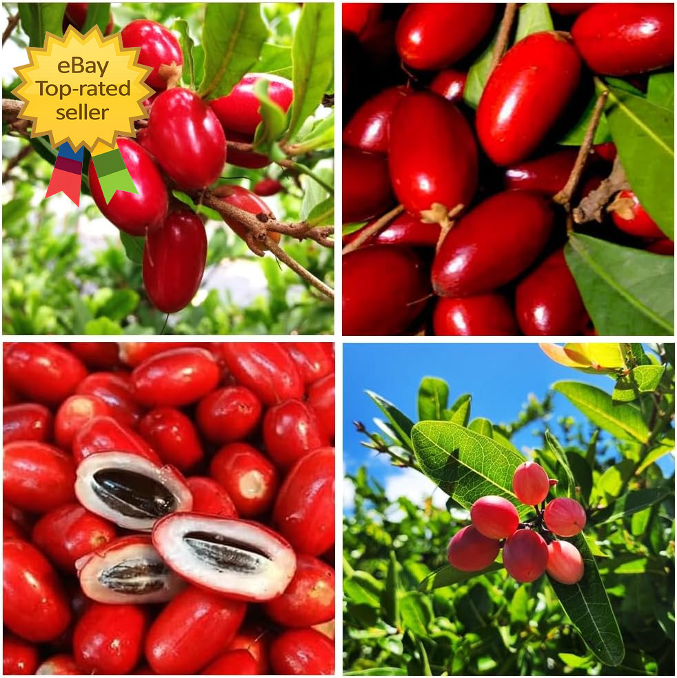 35 Tropical Miracle Berry Seeds Edible Plant Outdoor Garden Non GMO Heirloom Set