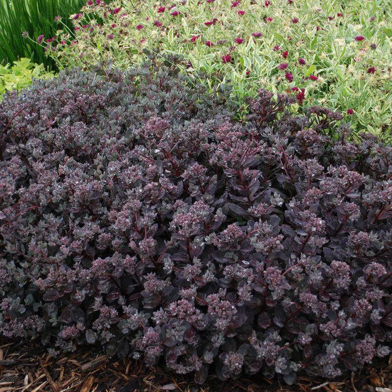 SEDUM SUNSPARKLER ‘DAZZLEBERRY’ STONECROP PLANT SUCCULENT GARDEN SUMMER BLOOMS!!
