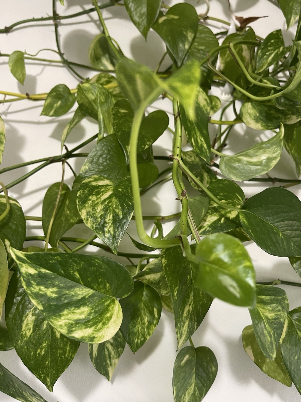 Pothos Indoor Live Plant 7in – 10in Cutting 3PC Well Rooted NO POT Good In Water