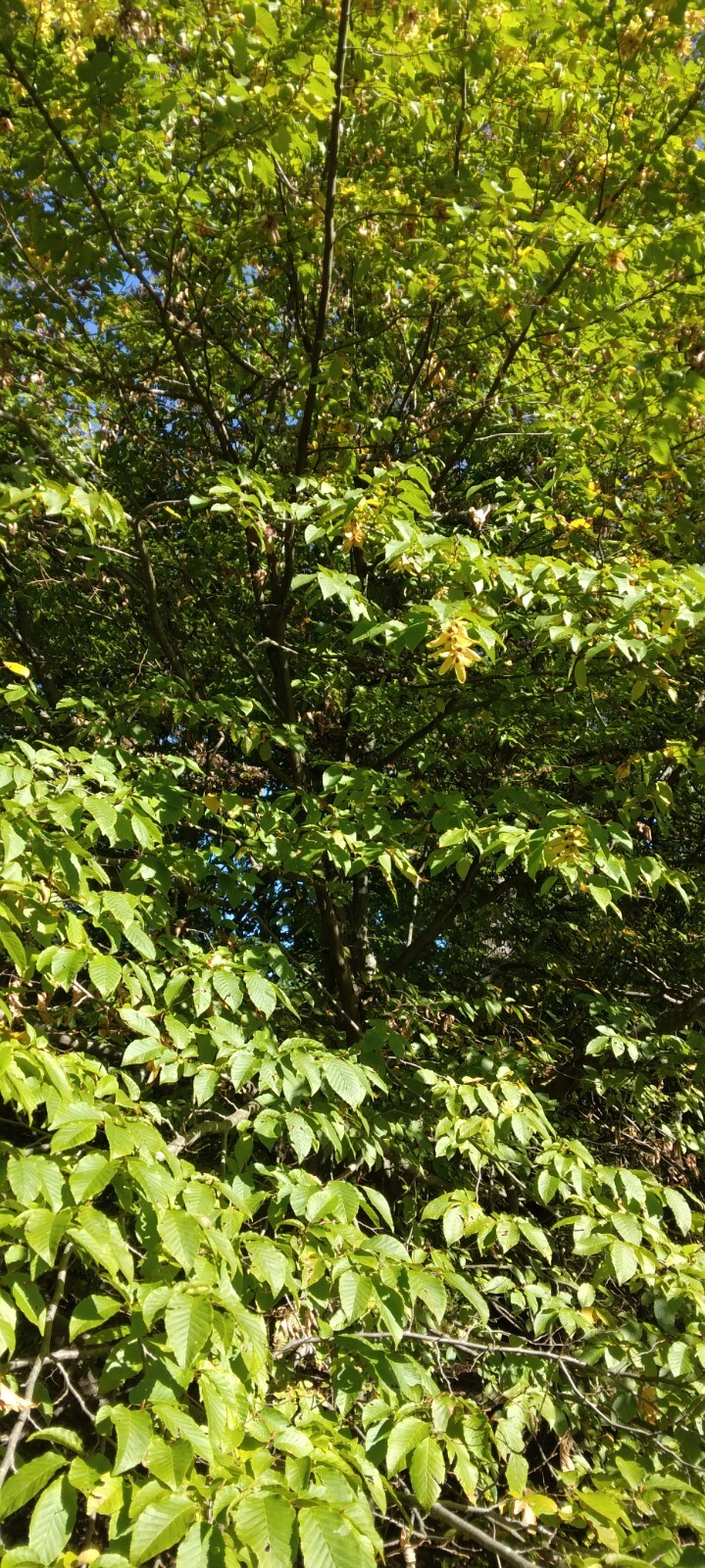 20 EUROPEAN HORNBEAM SEEDS – Carpinus betulus
