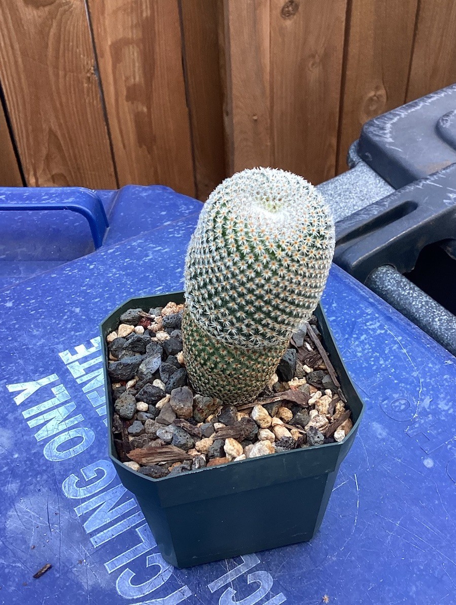 Beautiful-Mammillaria Crucigera RARE!!! Cactus (Own Roots) -Sold Potted As Shown