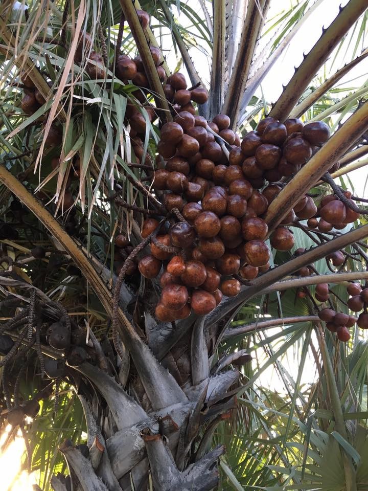 Hyphaene coriacea Seeds – Ilala Palm Seeds!