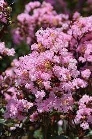 Crape Myrtle Rhapsody in Pink | 3 Gallon | Lagerstroemia indica | Summer Blooms