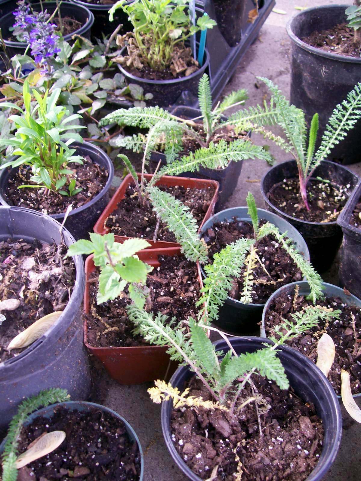 MIX COLOR YARROW SET OF 3 STARTER LIVE BARE ROOT PLANTS HERB PERENNIAL