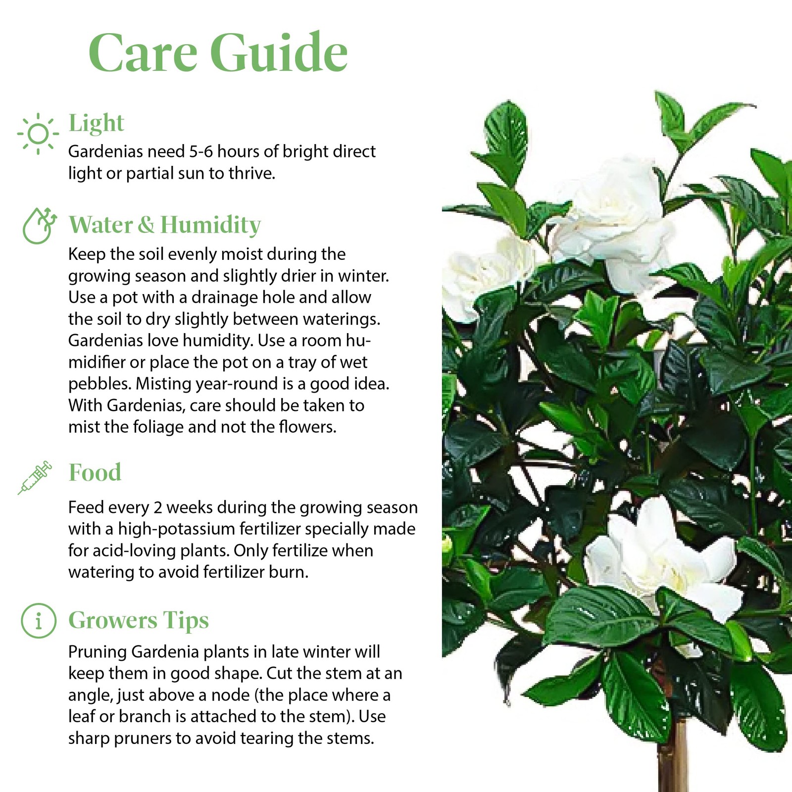 Plant Exchange Gardenia Tree – Live Evergreen in Large 8-Inch Pot, Fragrant W…